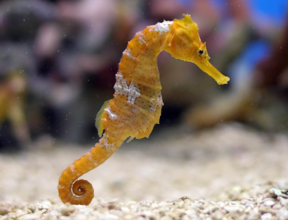 seahorse