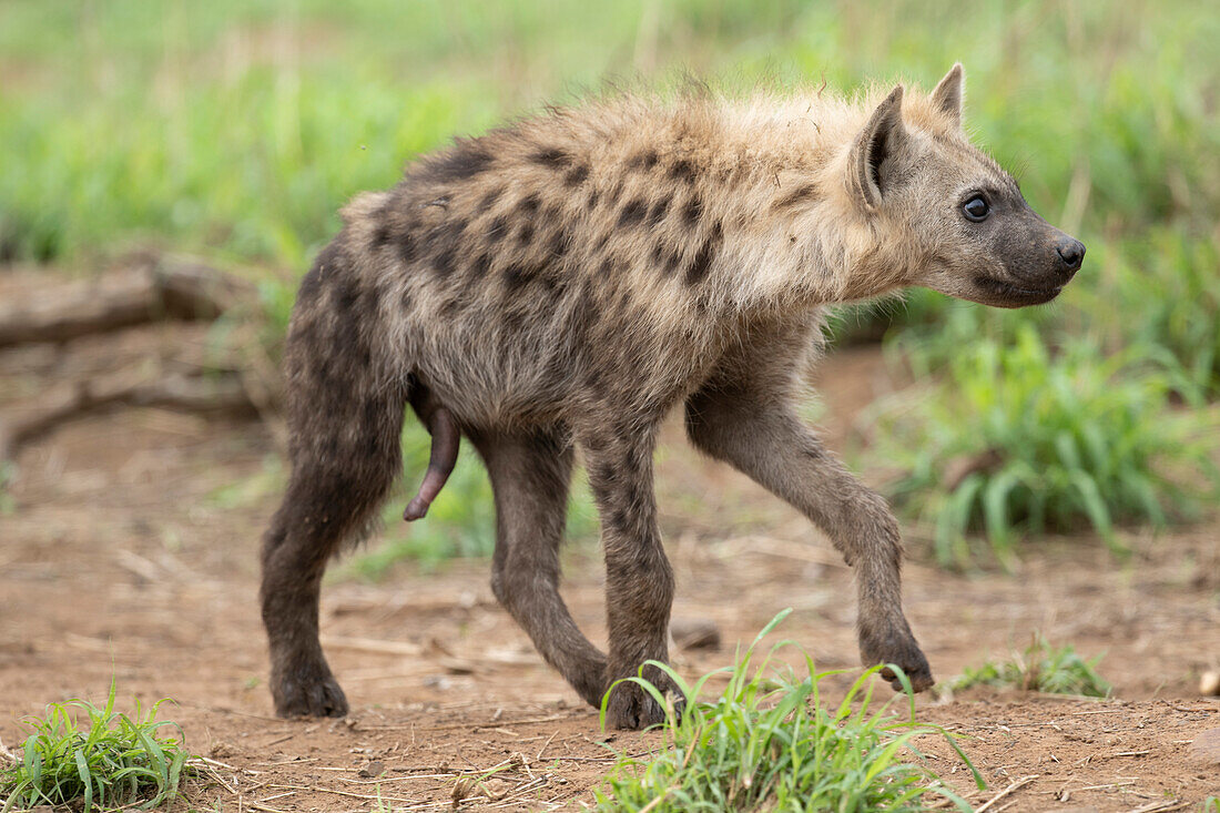 searchqHyena