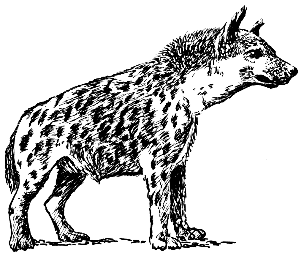 searchqHyena