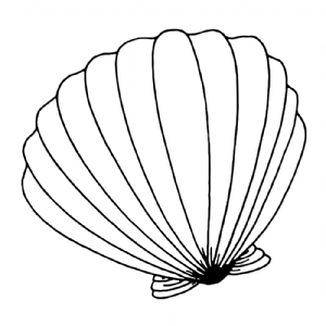 seashell clipart