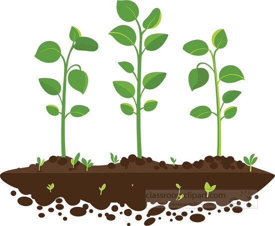 Plant Clipart-fresh pea plant seedlings with bright green leaves ...