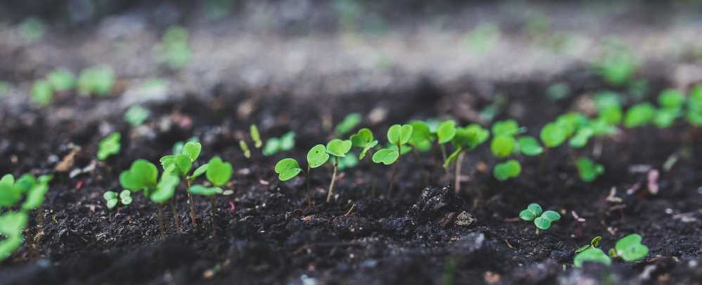 How to grow healthy, strong seedlings - Bokashi Living | Bokashi ...