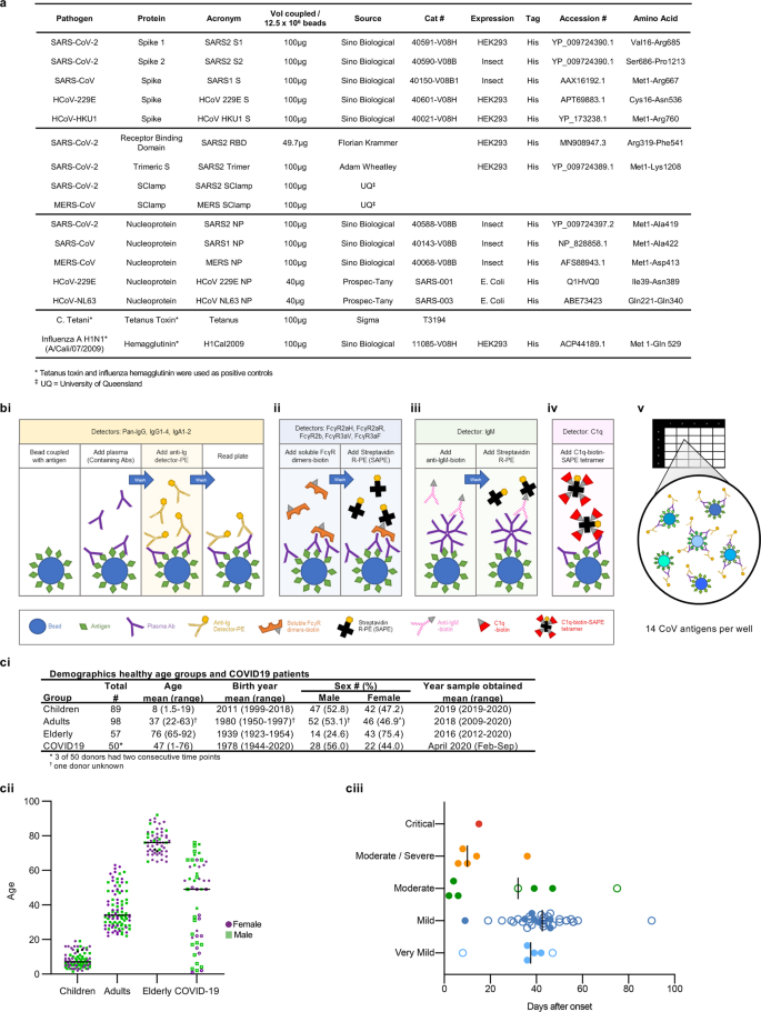 Systems serology detects functionally distinct coronavirus ...