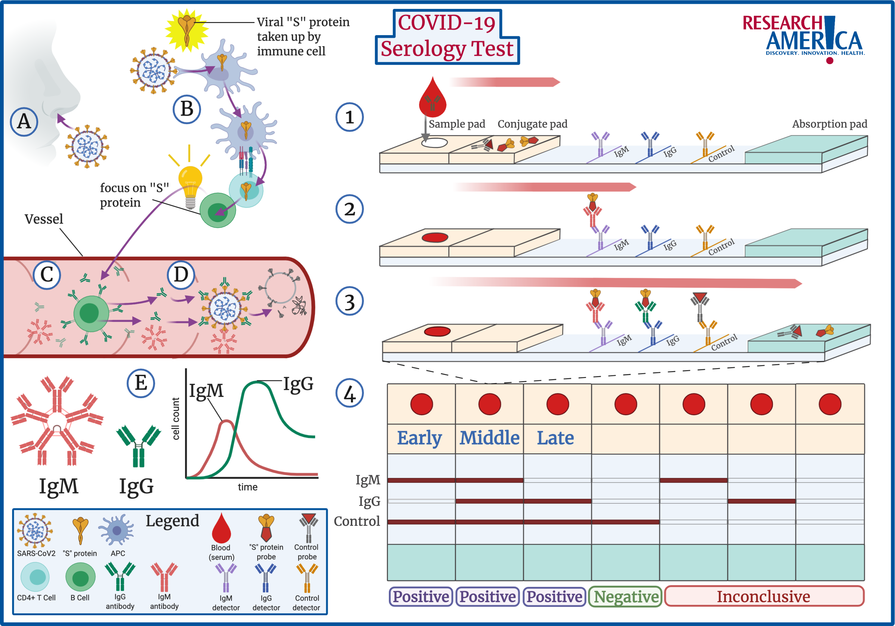 Explained: How a COVID-19 Serology Test Works And Obstacles to its ...