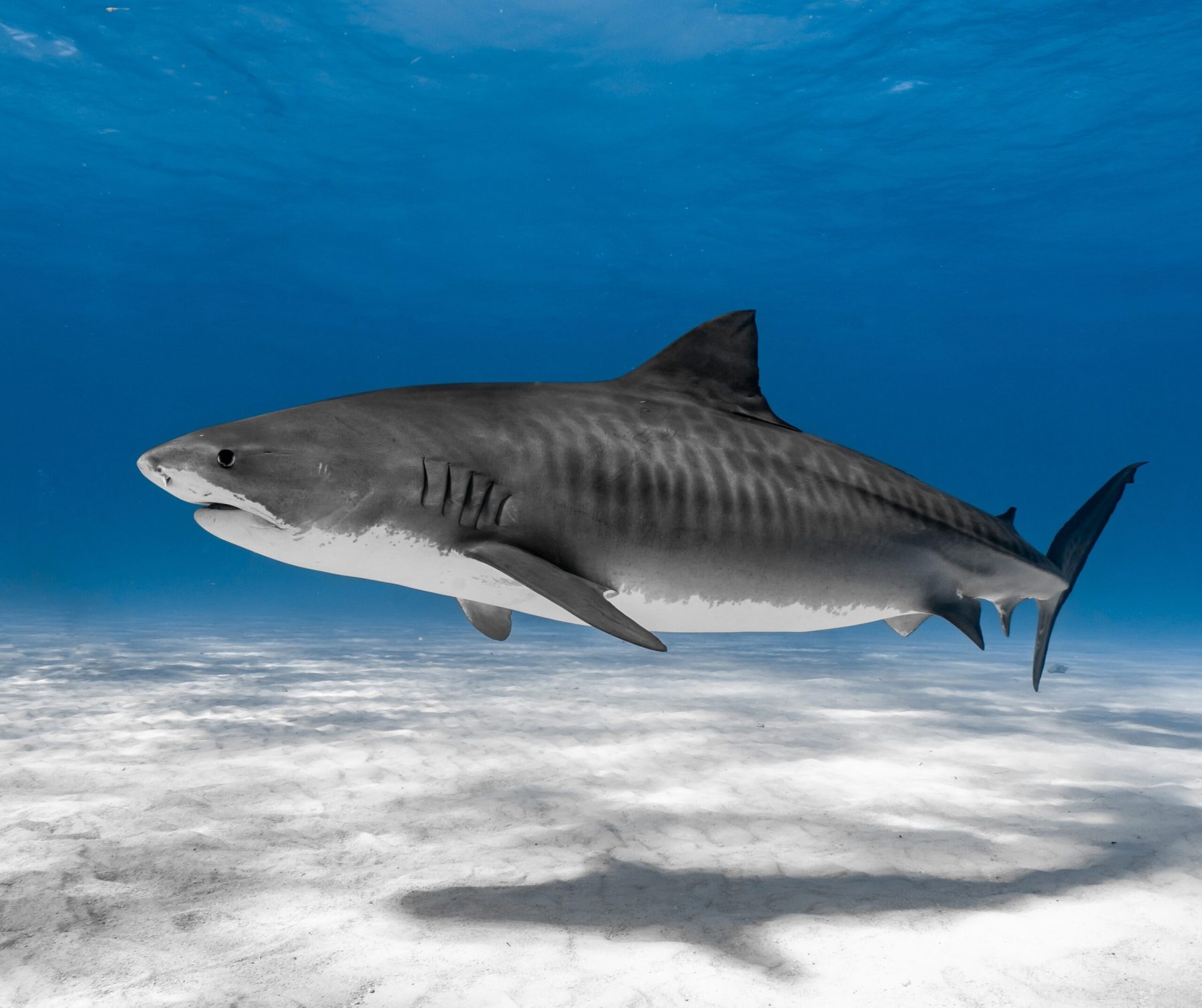 Fact File: Tiger shark (Galeocerdo cuvier)- Australian Geographic
