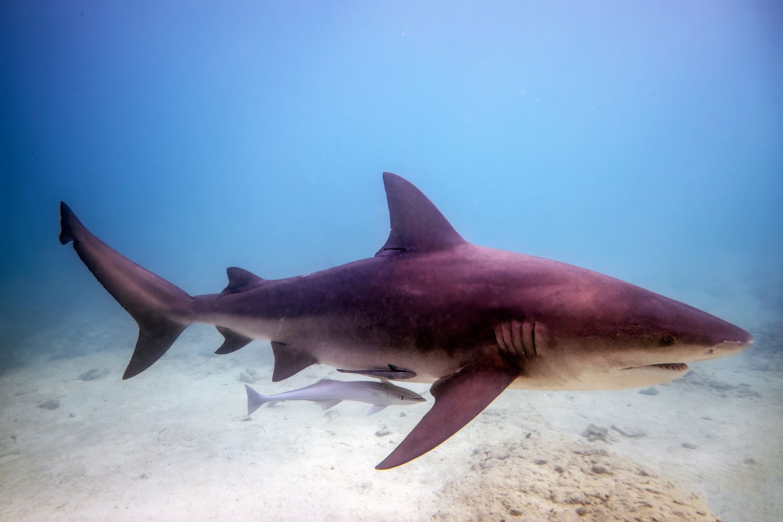 shark