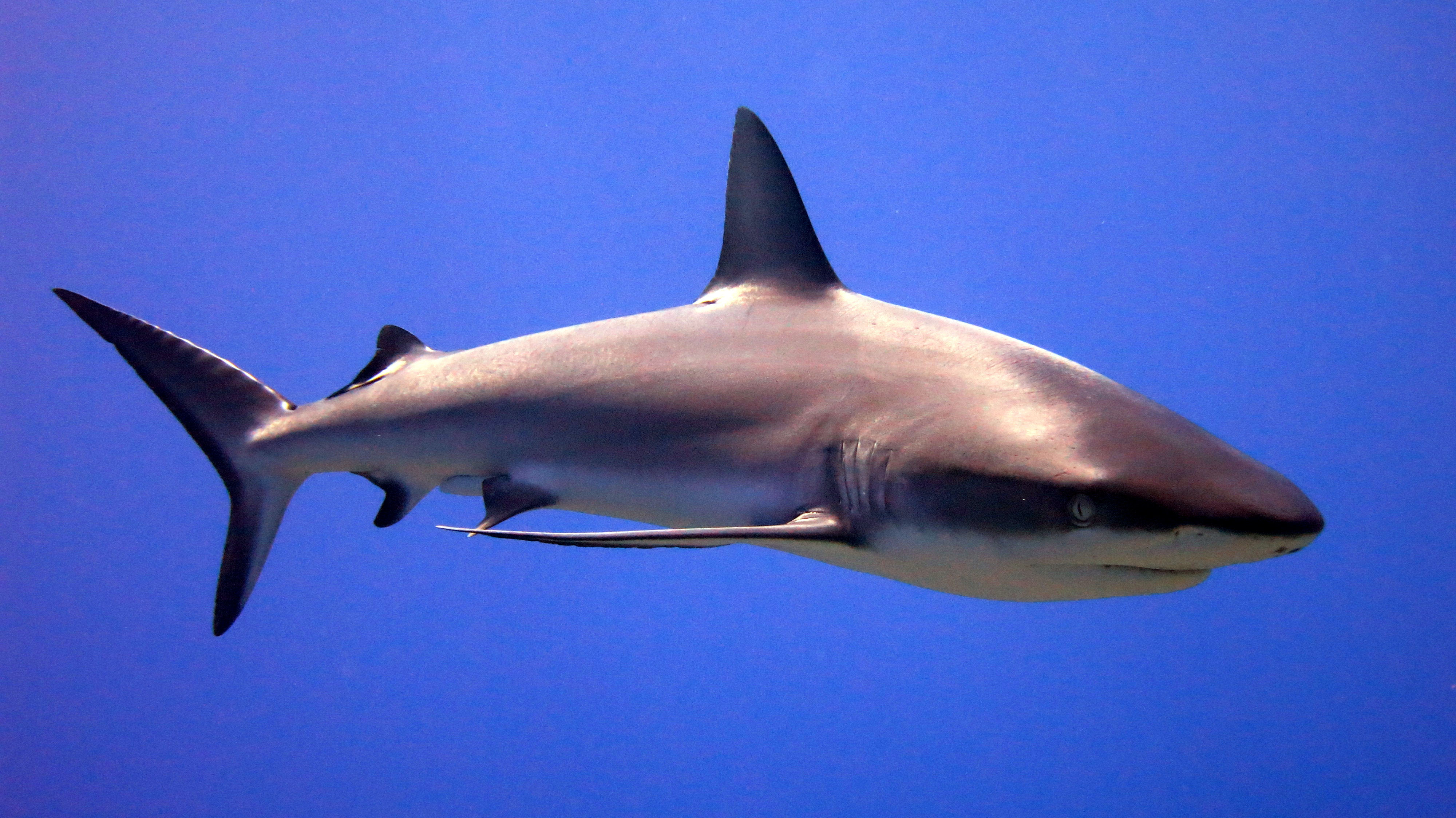 sharkss
