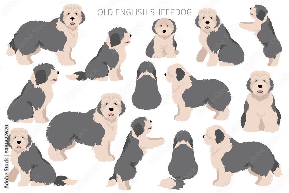 sheep dog cliparts