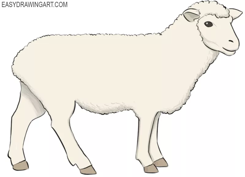 sheep drawing