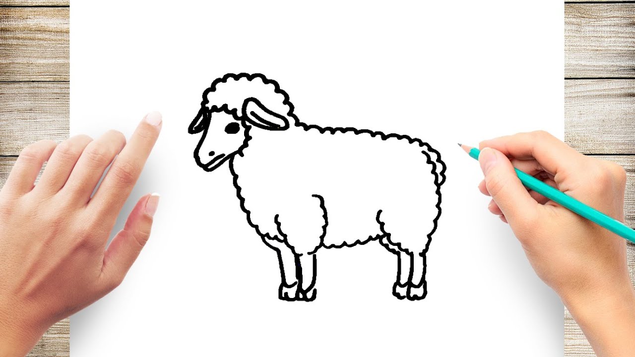 sheep drawing