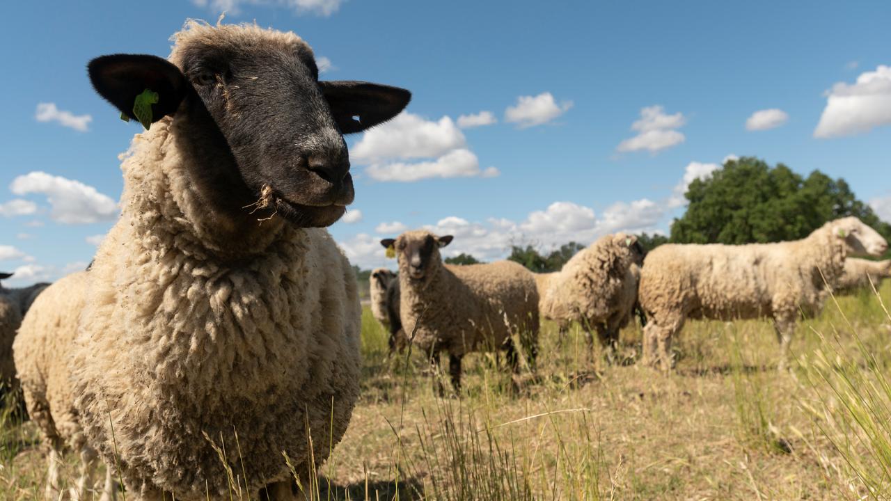 Surprising Benefits of Using Sheep as Lawn Mowers | UC Davis