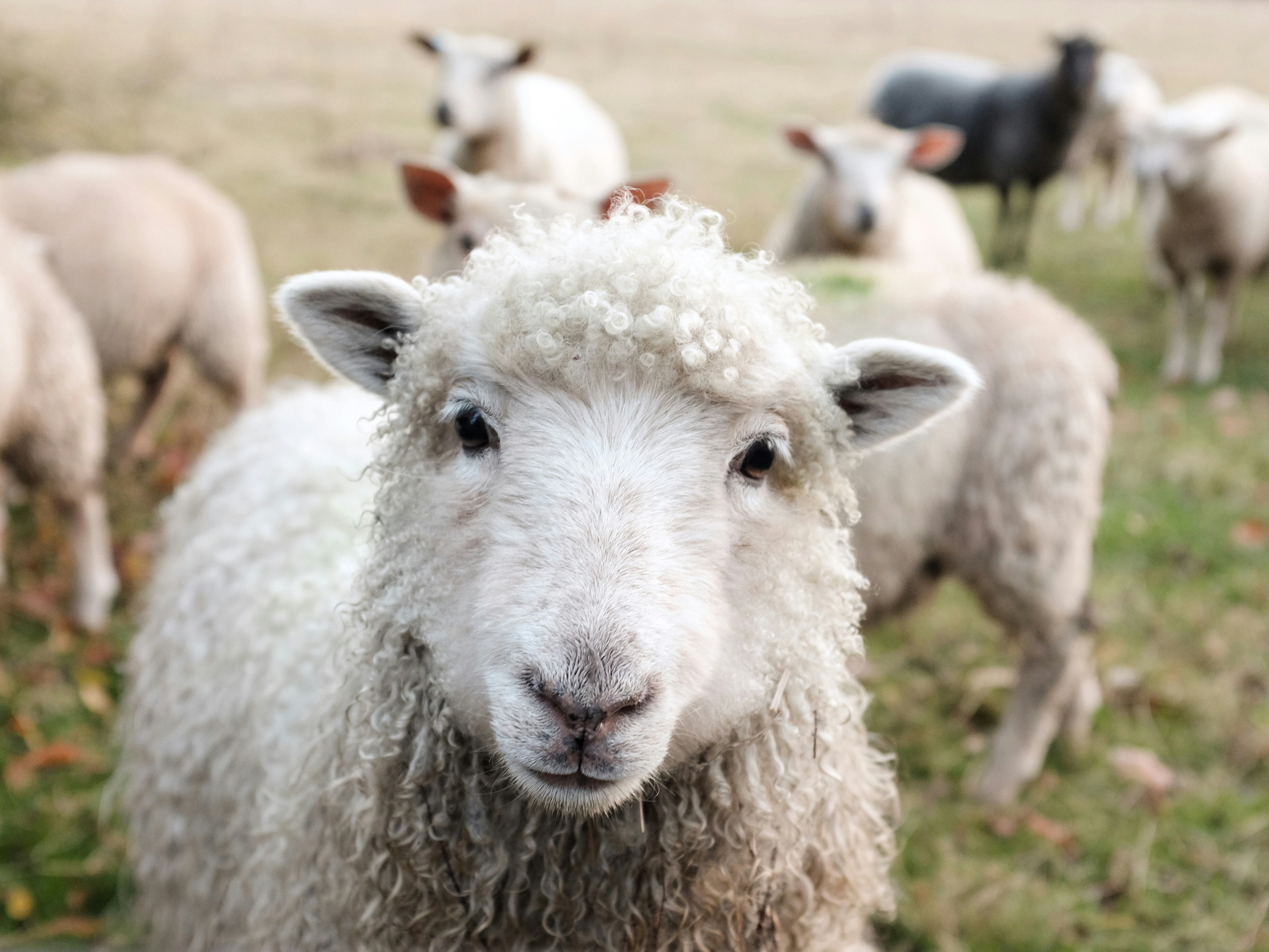 Best 500+ Lamb Pictures [HQ] | Download Free Images on Unsplash
