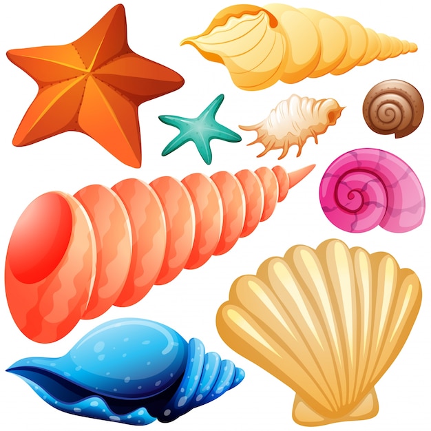 Seashell Clipart Images - Free Download on clipart library
