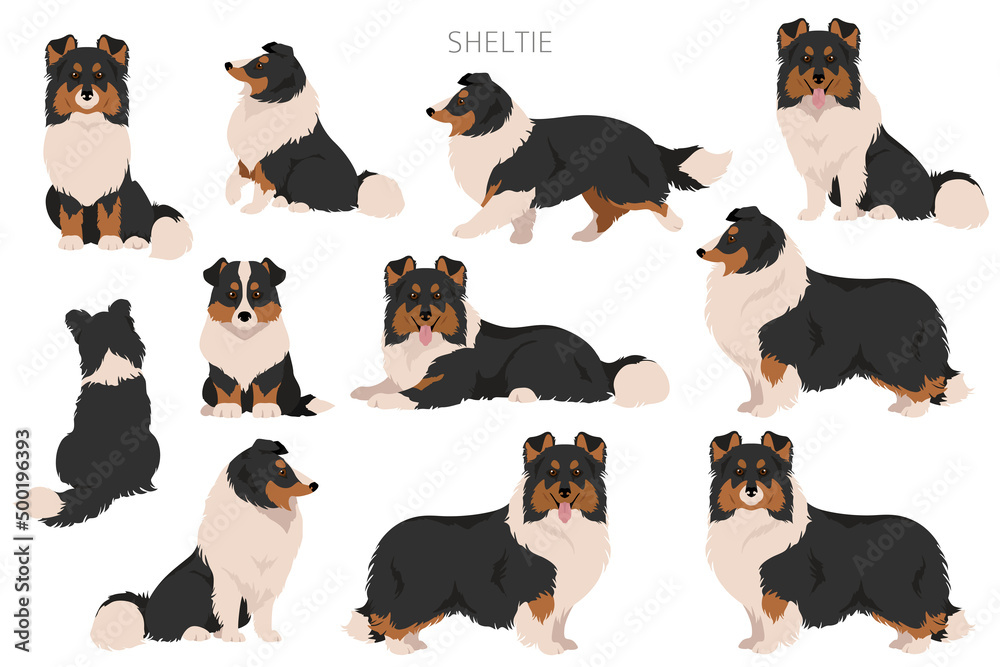 Sheltie, Shetland sheepdog clipart. Different poses, coat colors ...