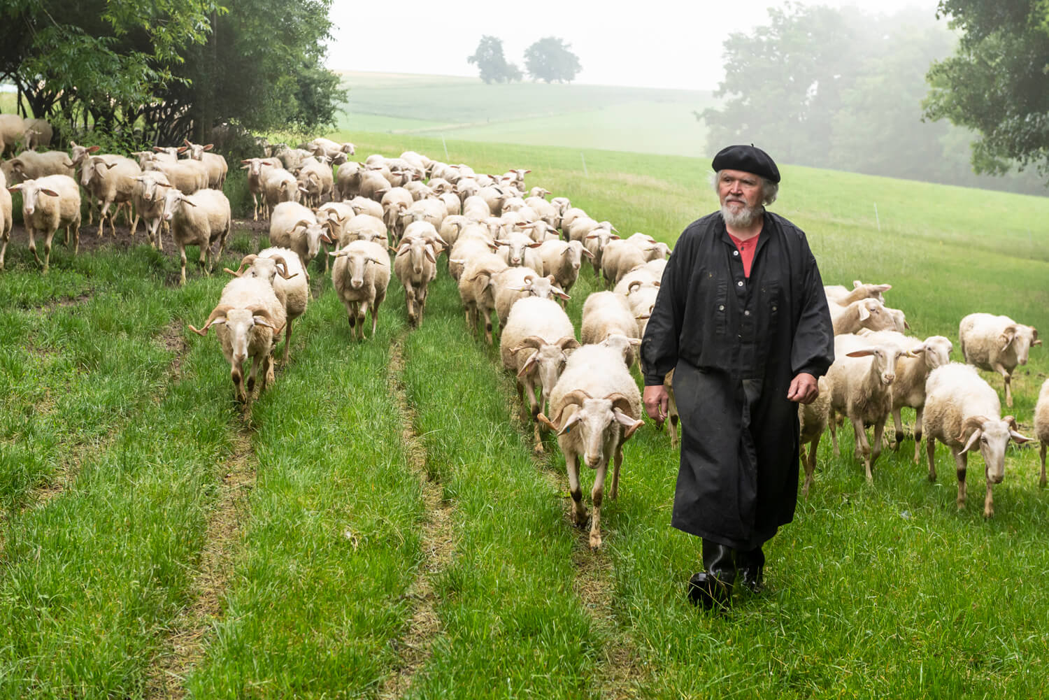 shepherds