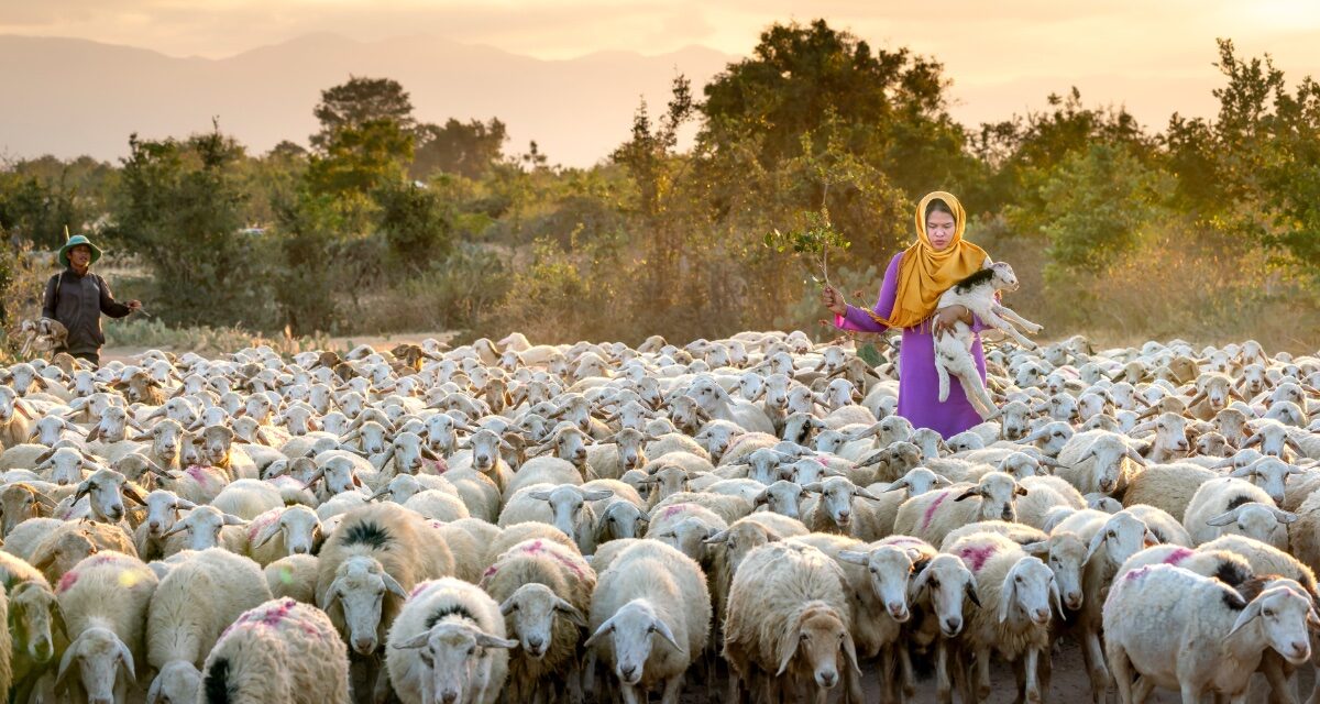 shepherds