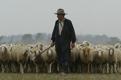 shepherds
