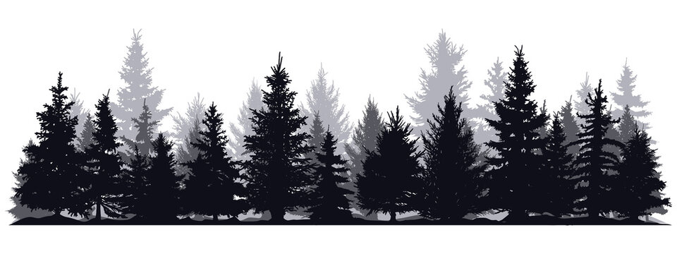 Pine-Tree Silhouette-Bilder: Stock-Fotos &amp; -Videos. | Adobe Stock