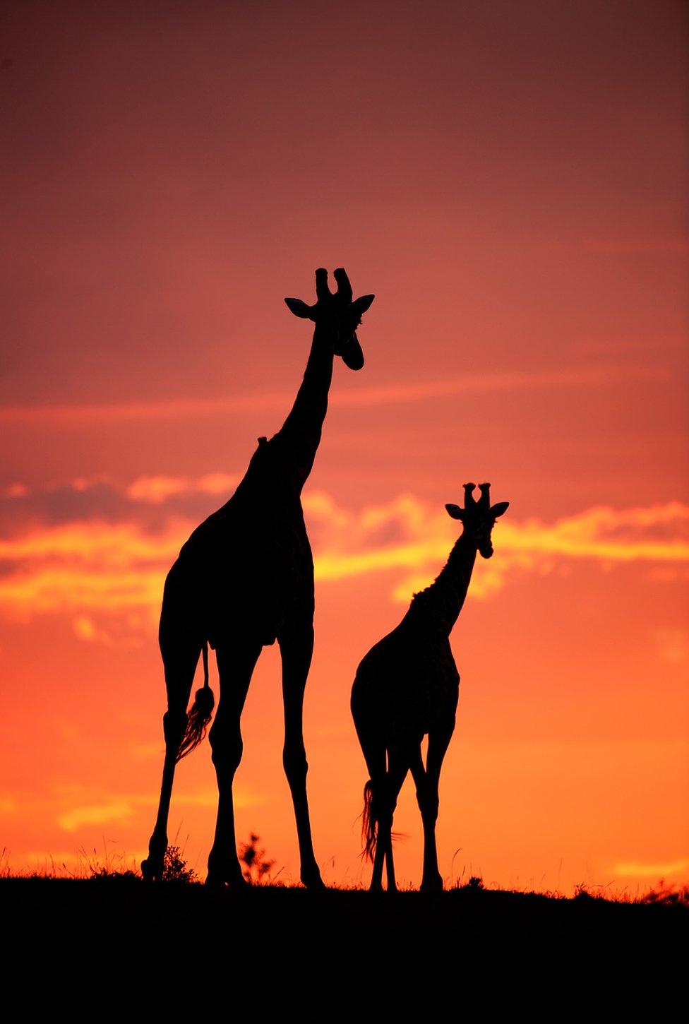 silhouettes pictures