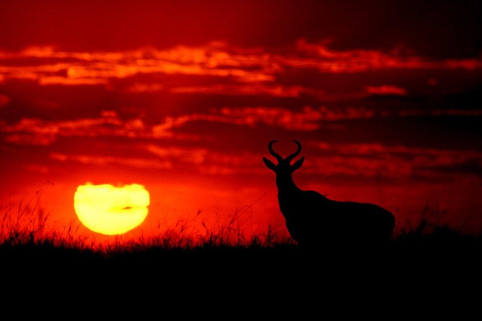 Stunning silhouettes show animals of Africa at sunrise and sunset ...