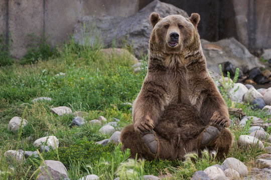 sitting bears