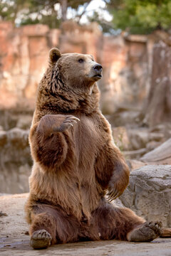 Large brown bear sitting down Stock-Foto | Adobe Stock