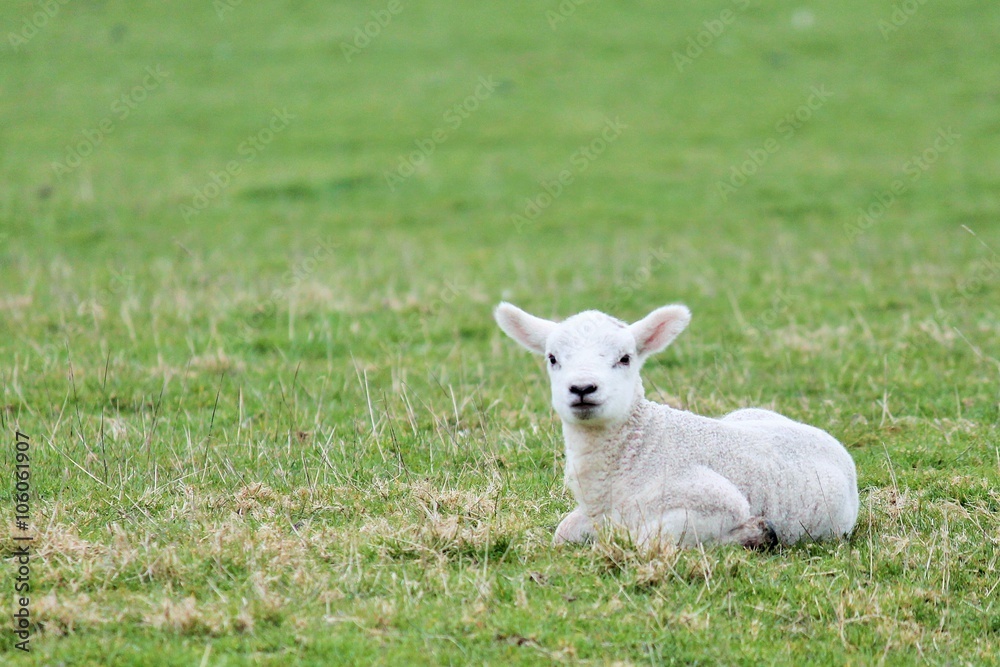 lamb sheep baby background lamb baby sheep sitting in the field ...