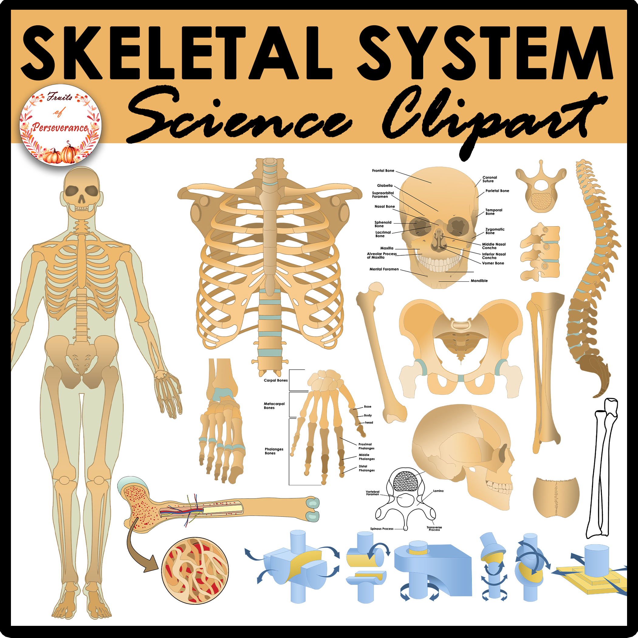 Skeletal System Anatomy Clipart | Joints and Bones Labels and ...