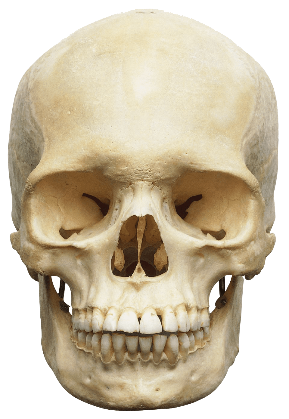 Skull PNG Image - PurePNG | Free transparent CC0 PNG Image Library