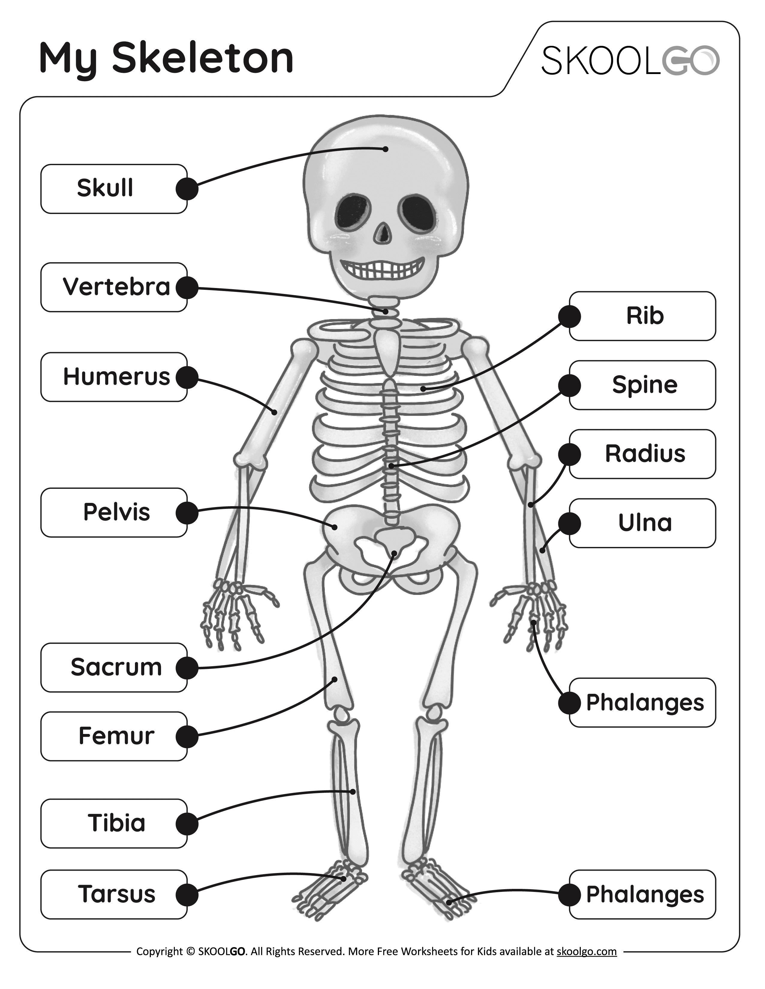 skeleton pictures for kids