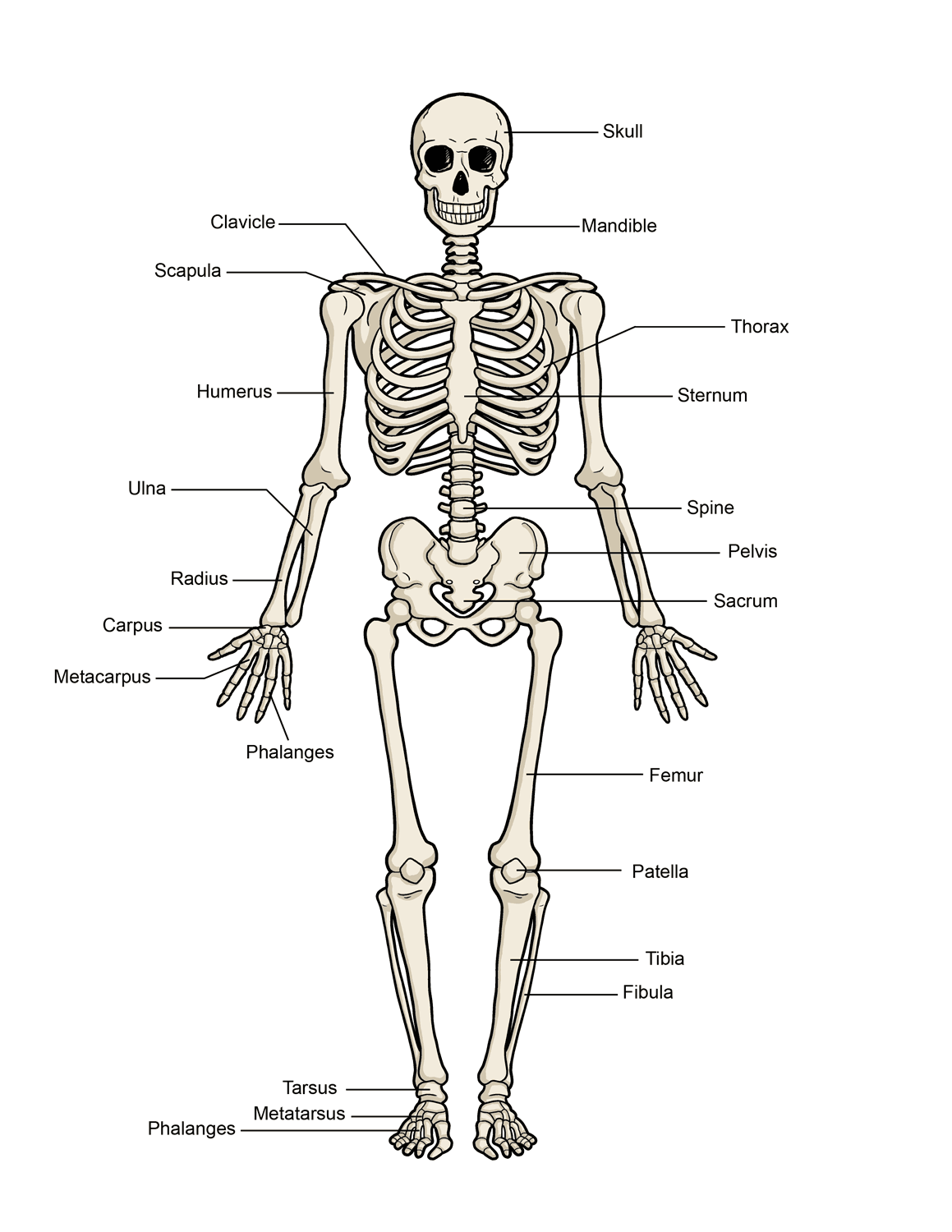 skeleton pictures for kids