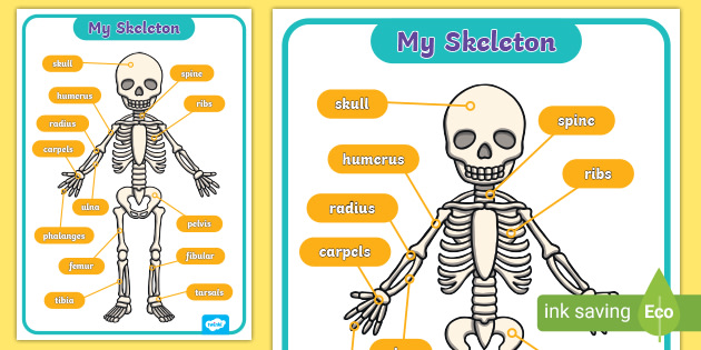 skeleton pictures for kids