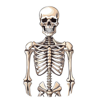 Skelton Images – Browse 1,151 Stock Photos, Vectors, and Video ...
