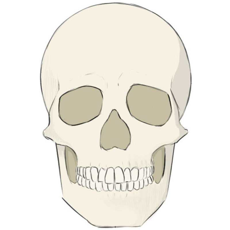 skull drawing images