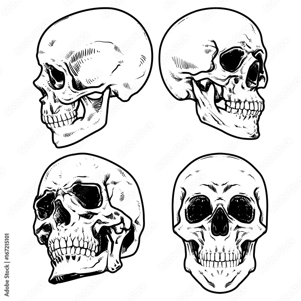 Skull Vector illustration, Collection Of Hand Drawn Skulls, Hard ...
