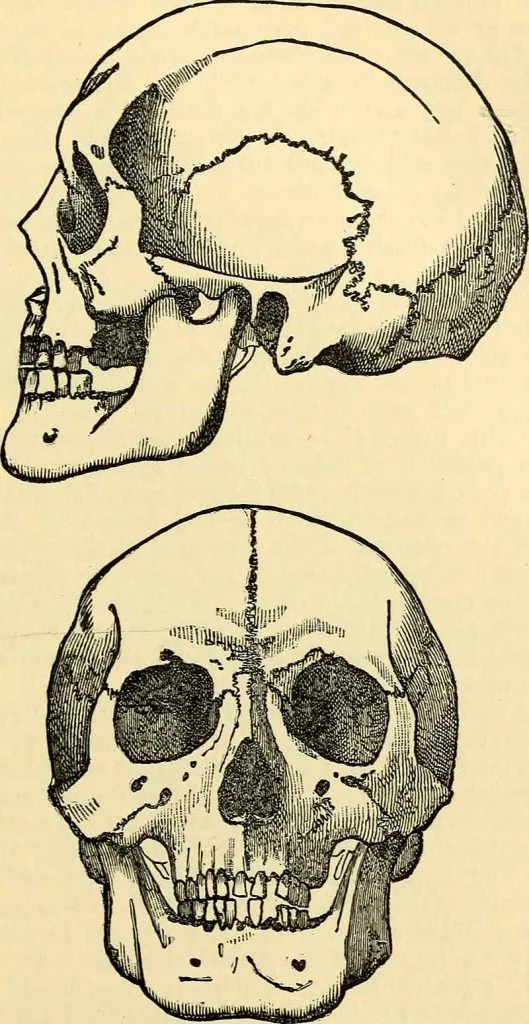 Free Vintage Human Skull Drawings And Art - Picture Box Blue