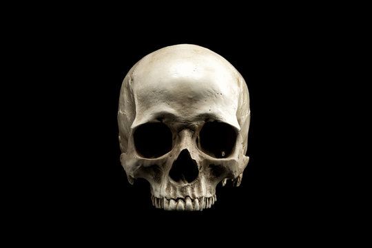 Skull-Bilder: Stock-Fotos &amp; -Videos. | Adobe Stock