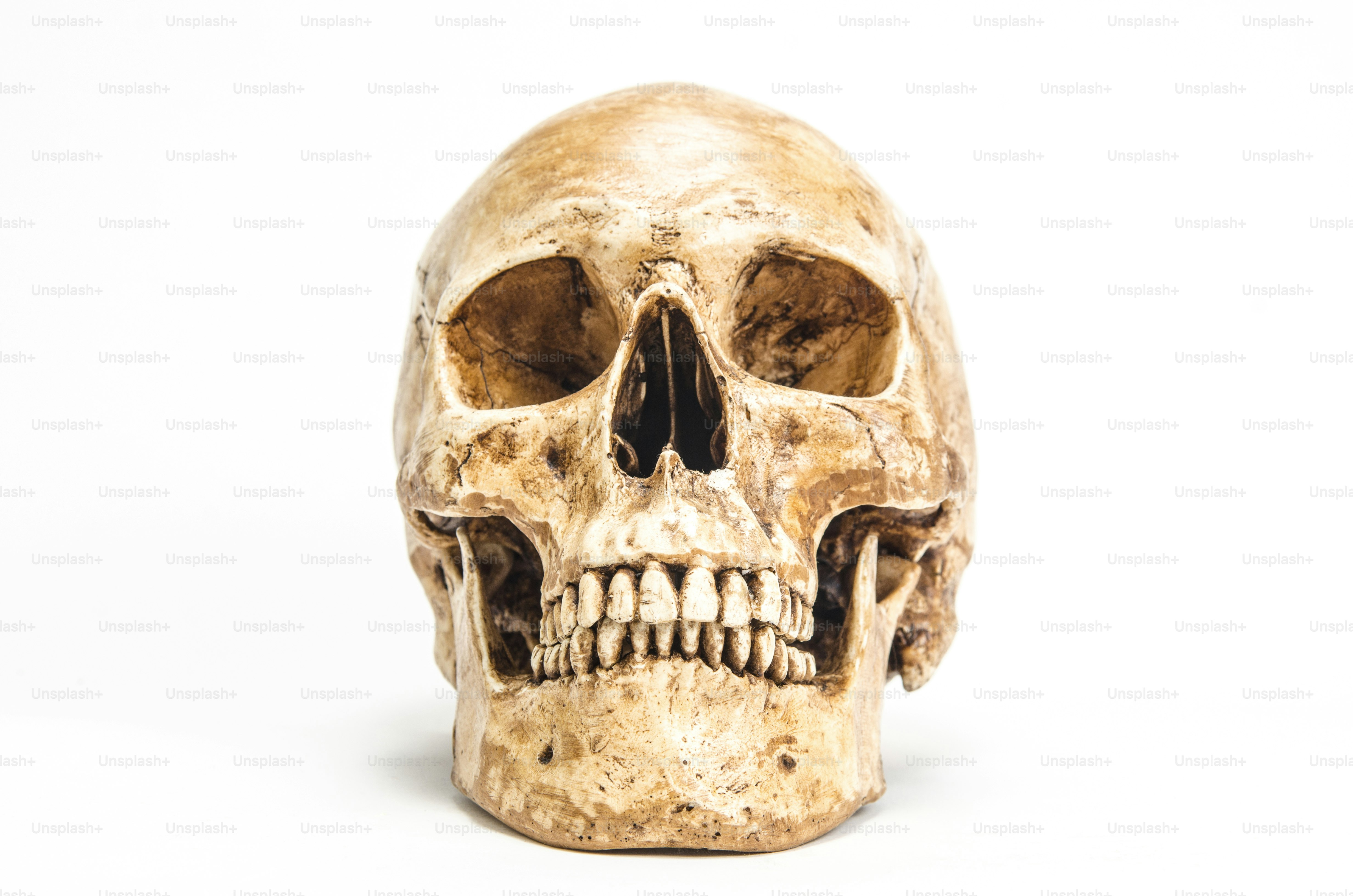 skull pics download