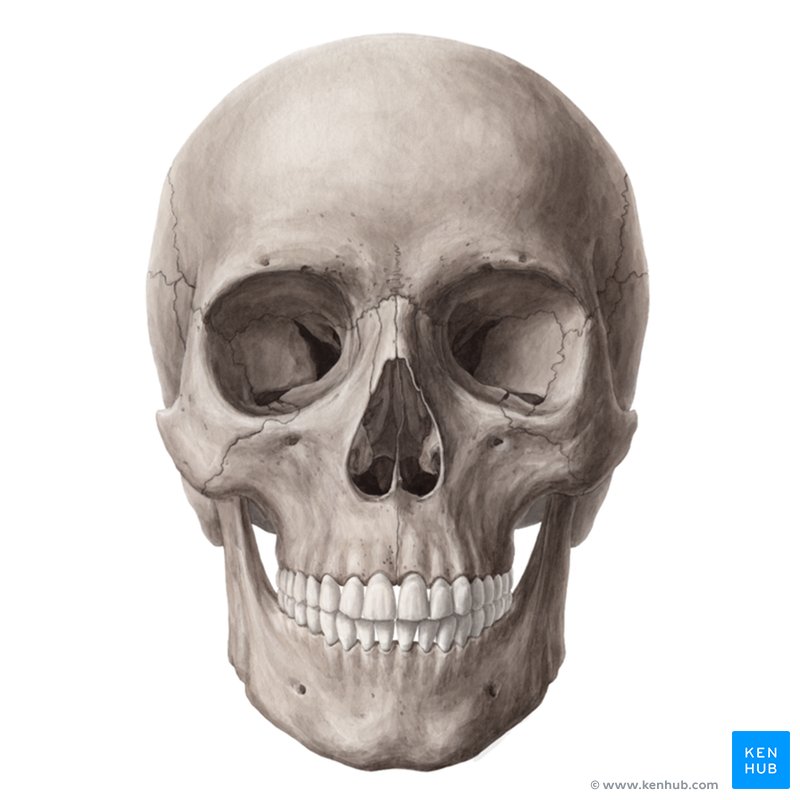 skull pics images