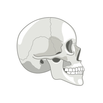Skull Profile Vector Images – Browse 10,628 Stock Photos, Vectors ...