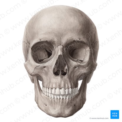 Skull: Anatomy, structure, bones, quizzes | Kenhub