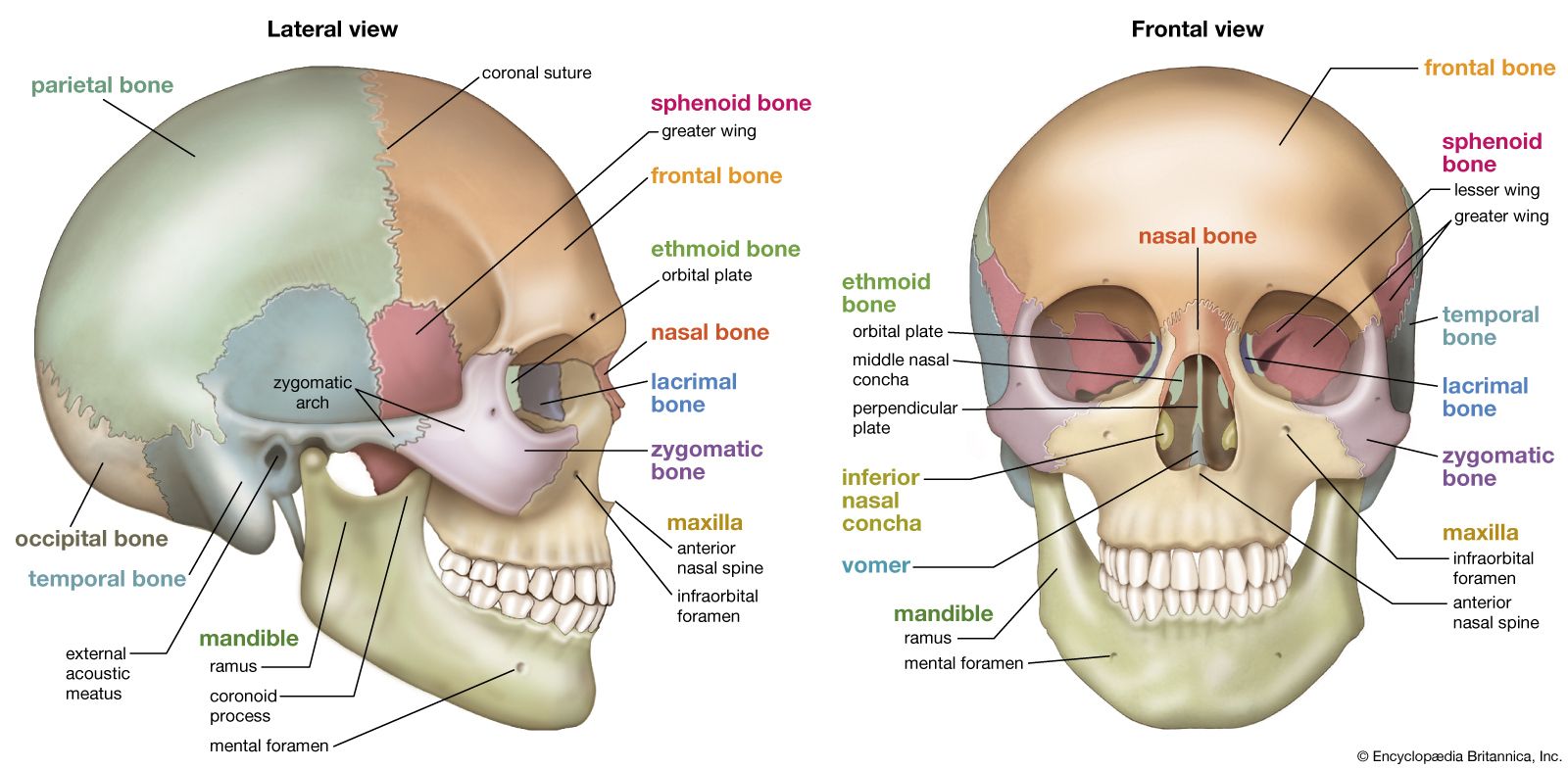 Skull | Definition, Anatomy, &amp; Function | Britannica