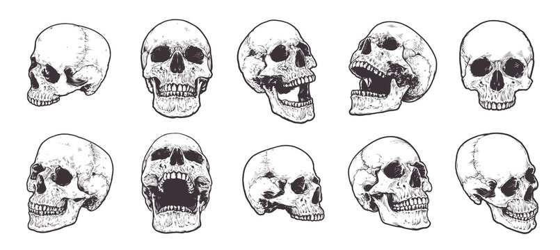 Skull Vector Images – Browse 908,306 Stock Photos, Vectors, and ...