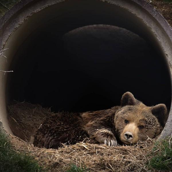 sleeping bear