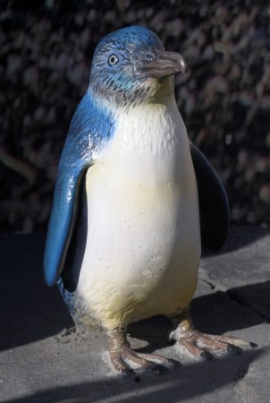 Little Blue (Fairy) Penguin | Online Learning Center | Aquarium of ...
