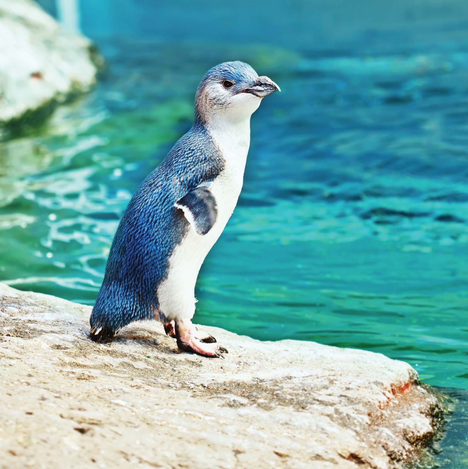 Blue penguin | Size, Predators, &amp; Facts | Britannica