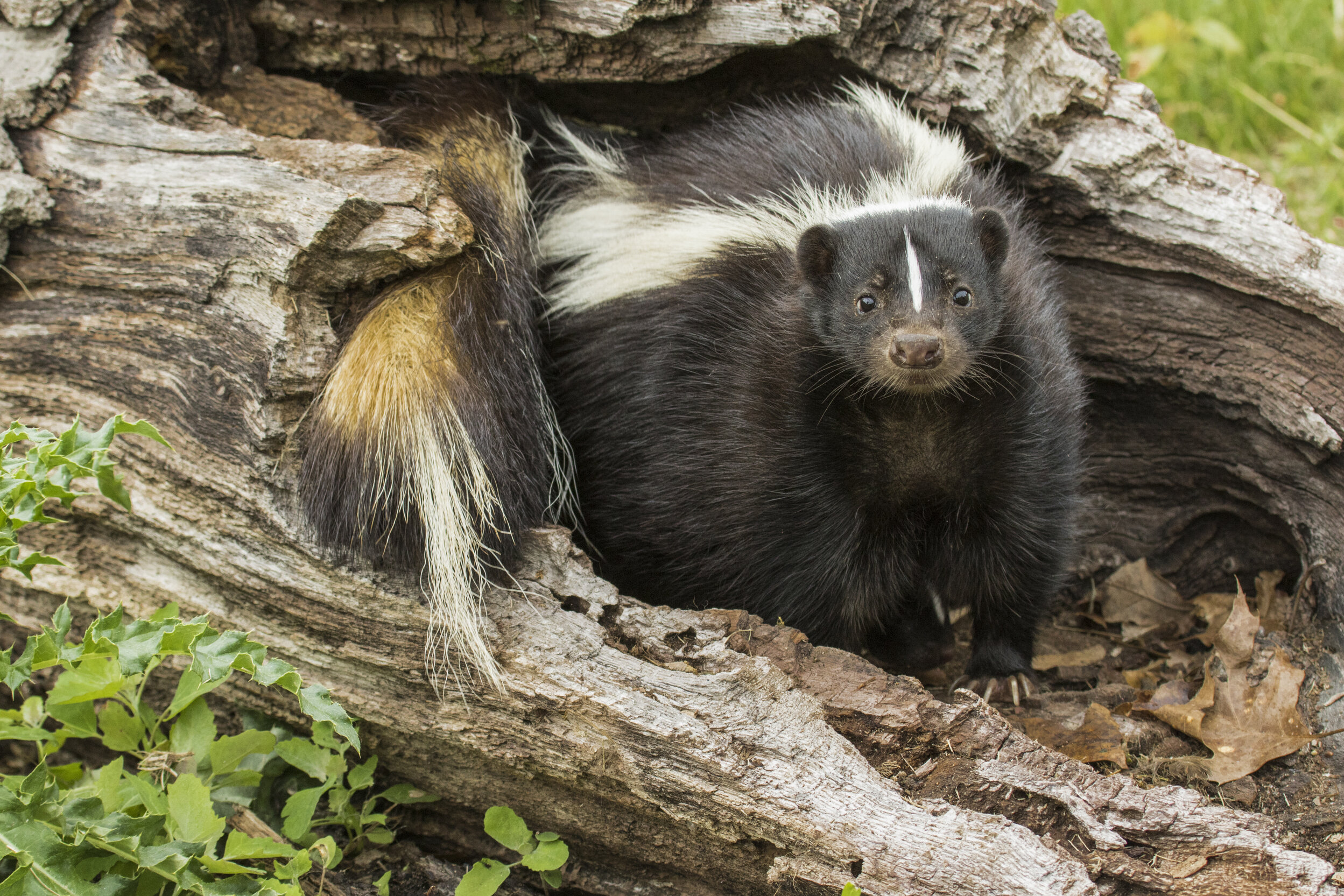 Why Do Skunks Stink? The Science Behind a Skunks Stink