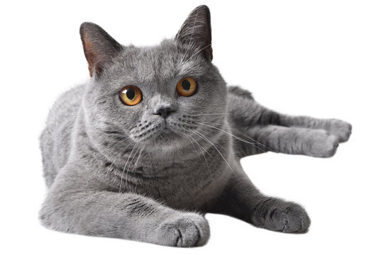Smokey Persian Cat Stock Photo 540172411 | Shutterstock