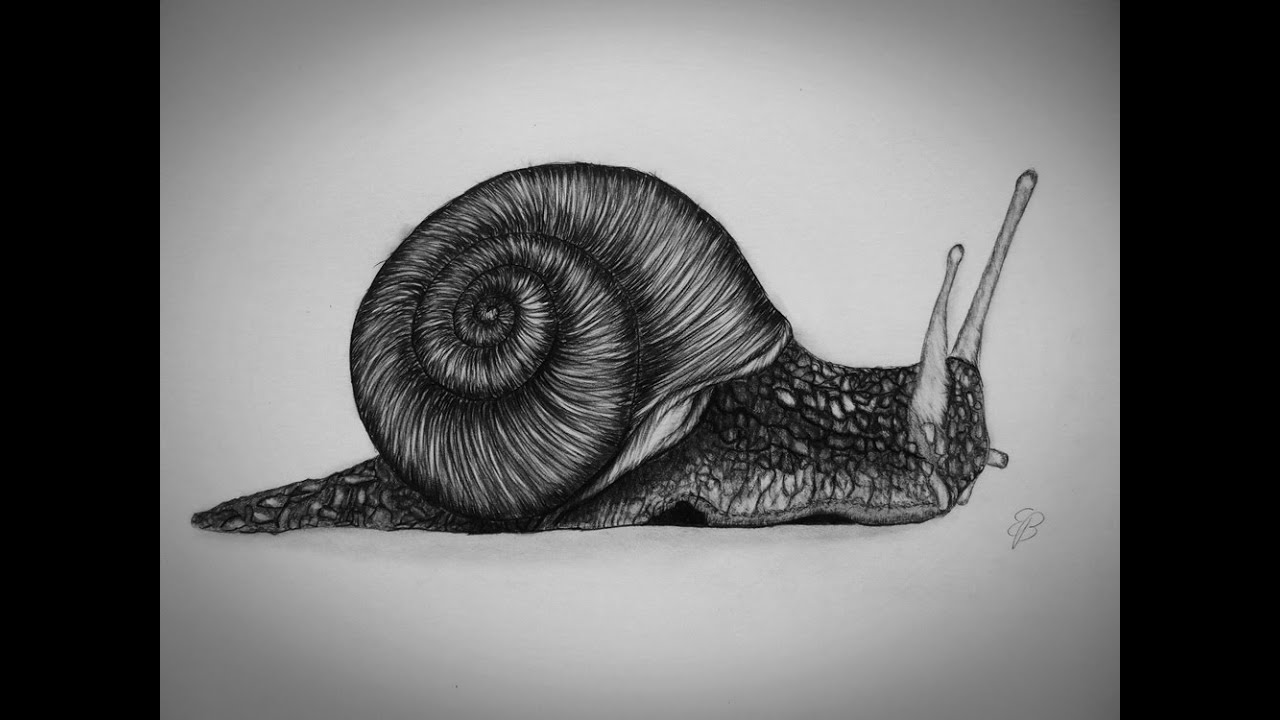 How to Draw a snail step by step Tutorial