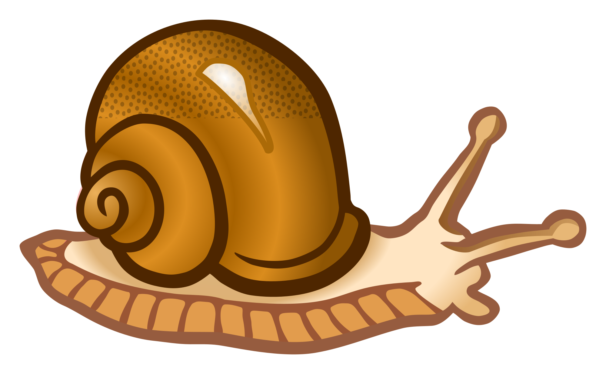snail - coloured - Openclipart